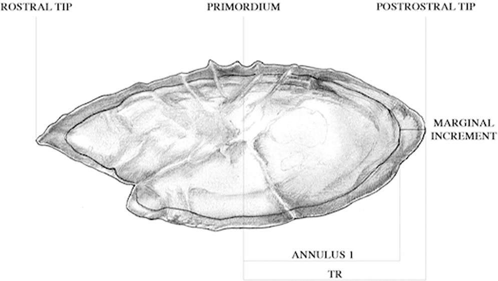 First annulus formation in the European anchovy; a two-stage approach for  robust validation