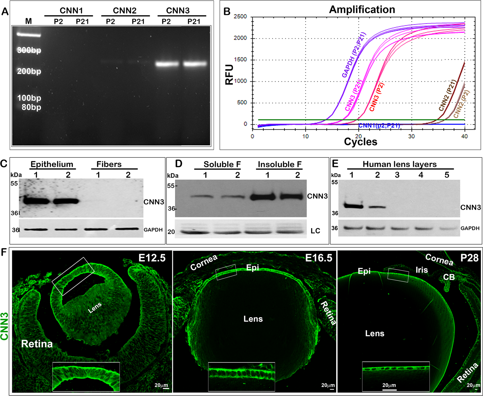 Calponin-3 deficiency augments contractile activity, plasticity, fibrogenic  response and Yap/Taz transcriptional activation in lens epithelial cells  and explants | Scientific Reports