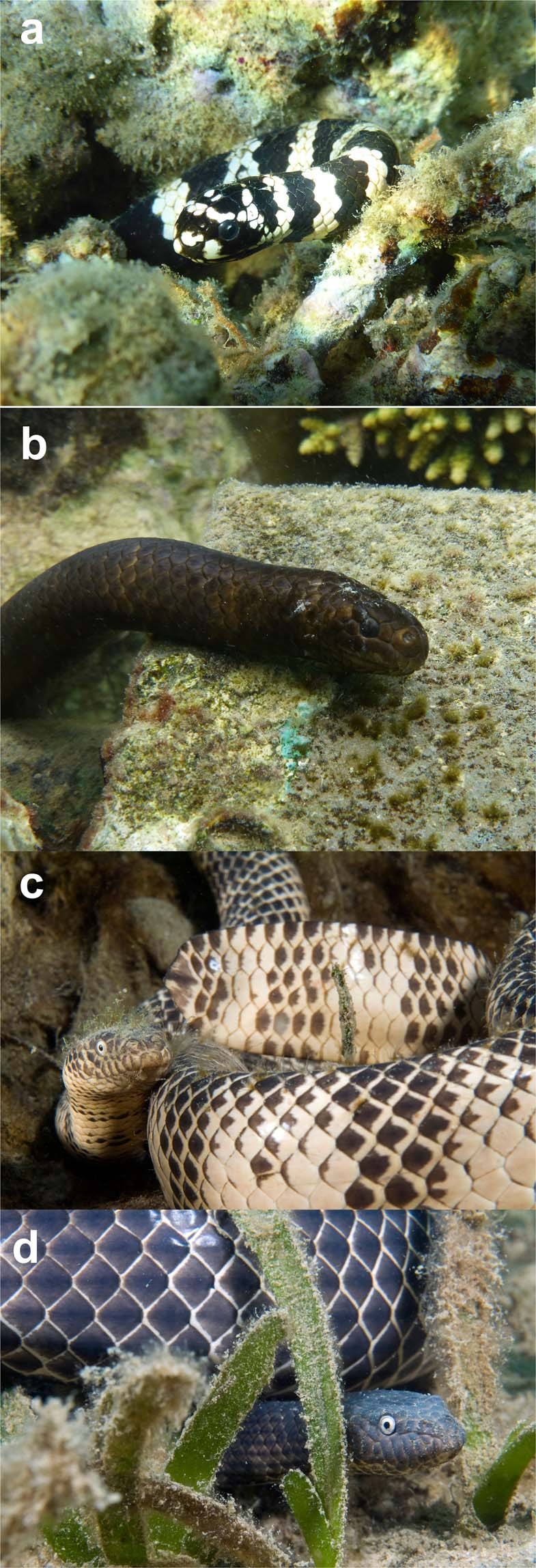 The ability of damselfish to distinguish between dangerous and harmless sea  snakes | Scientific Reports