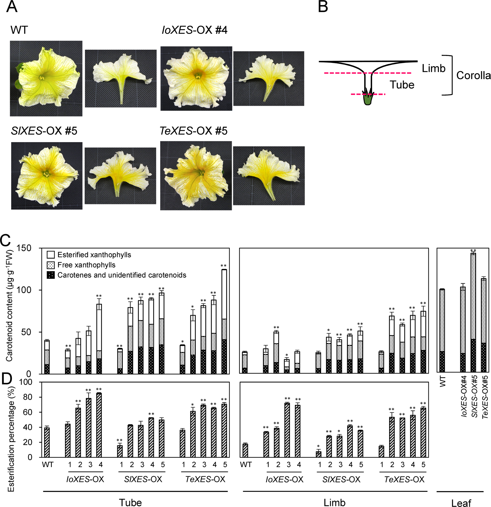Heterologous Expression Of Xanthophyll Esterase Genes Affects Carotenoid Accumulation In Petunia Corollas Scientific Reports
