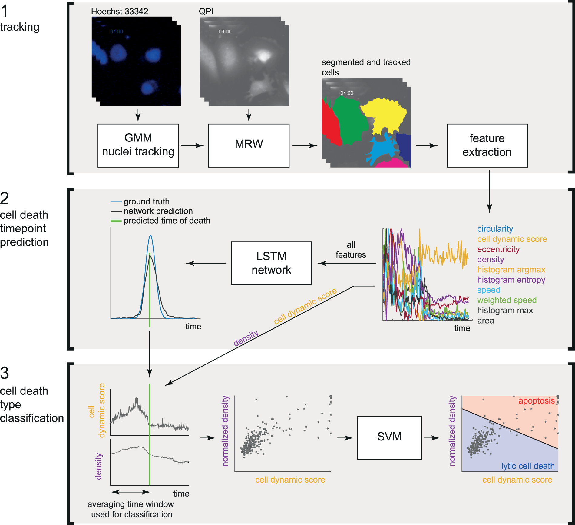 LIVE/DEAD Cell assay. a Control for live cells (normal astrocytes