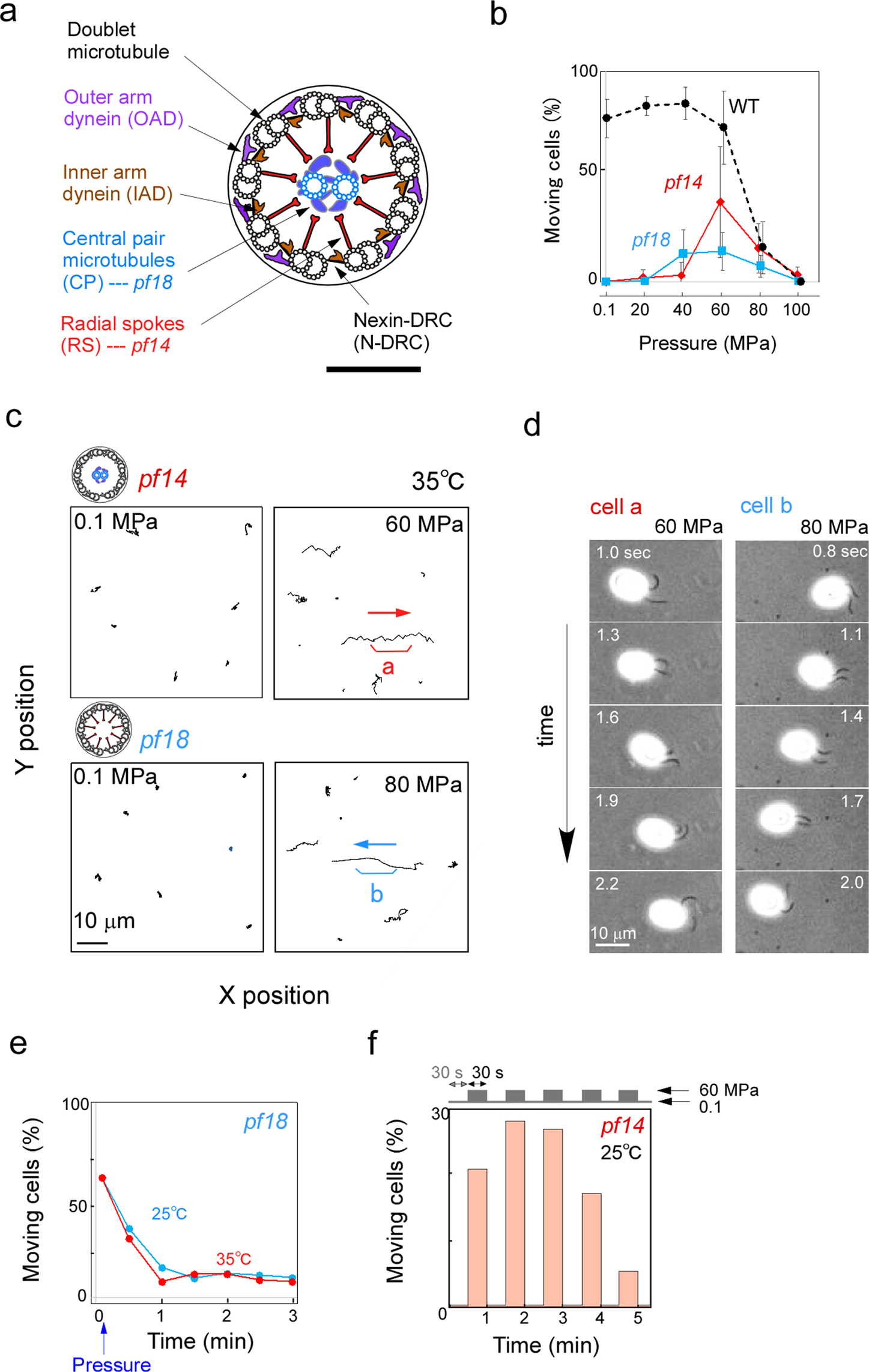 High Hydrostatic Pressure Induces Vigorous Flagellar Beating In Chlamydomonas Non Motile Mutants Lacking The Central Apparatus Scientific Reports