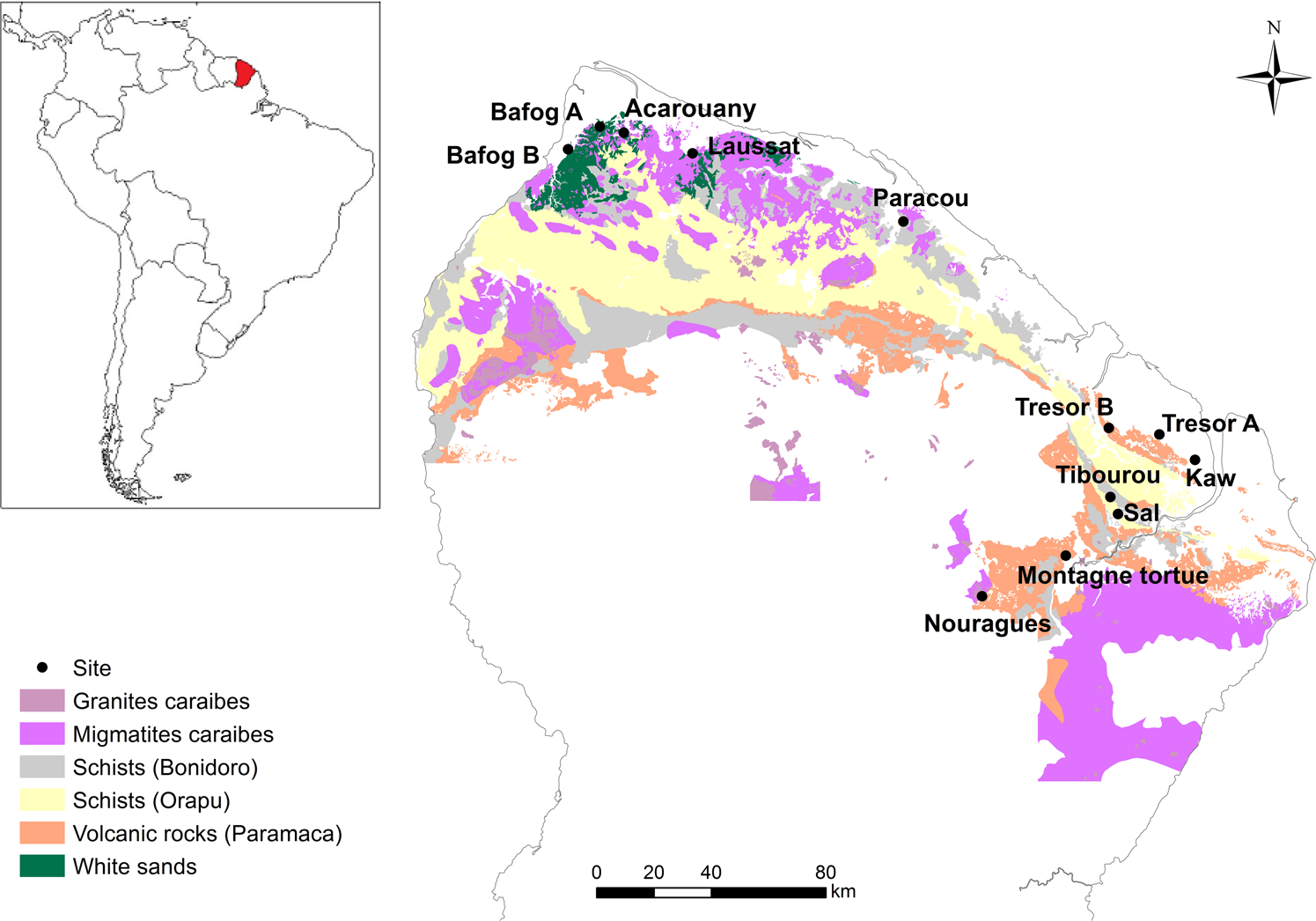 Plastic responses of below‐ground foraging traits to soil phosphorus‐rich  patches across 17 coexisting AM tree species in a subtropical forest - Zhu  - 2023 - Journal of Ecology - Wiley Online Library