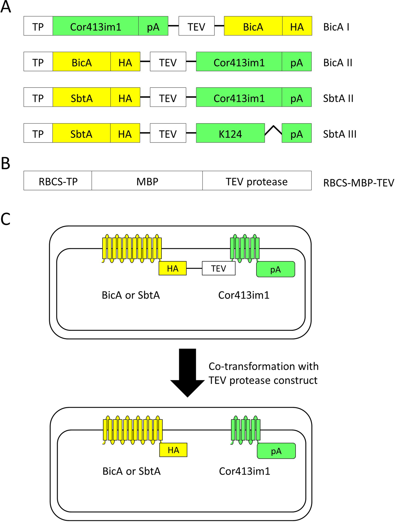 Installation of authentic BicA and SbtA proteins to the chloroplast  envelope membrane is achieved by the proteolytic cleavage of chimeric  proteins in Arabidopsis | Scientific Reports