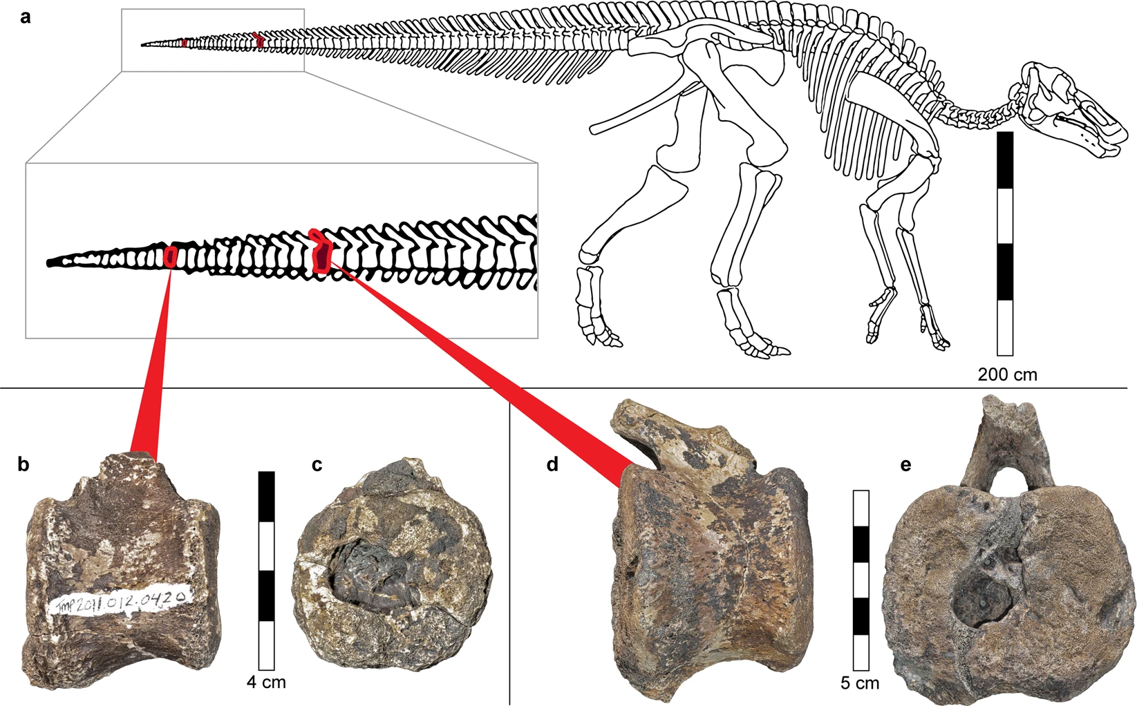Location of the pathological vertebrae in a hadrosaur skeleton (a). Skeleton reconstruction from Campione and Evans. Both small (b,c) and large pathological vertebrae (d,e) are from the distal part of the hadrosaur tail. Note the large oval-shaped cavities that open to the caudal discal surface