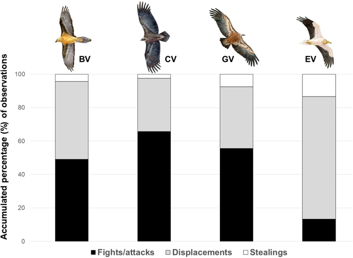 Size comparison of juvenile (less than 2.5 m), subadult (2.5 to 4.0 m)