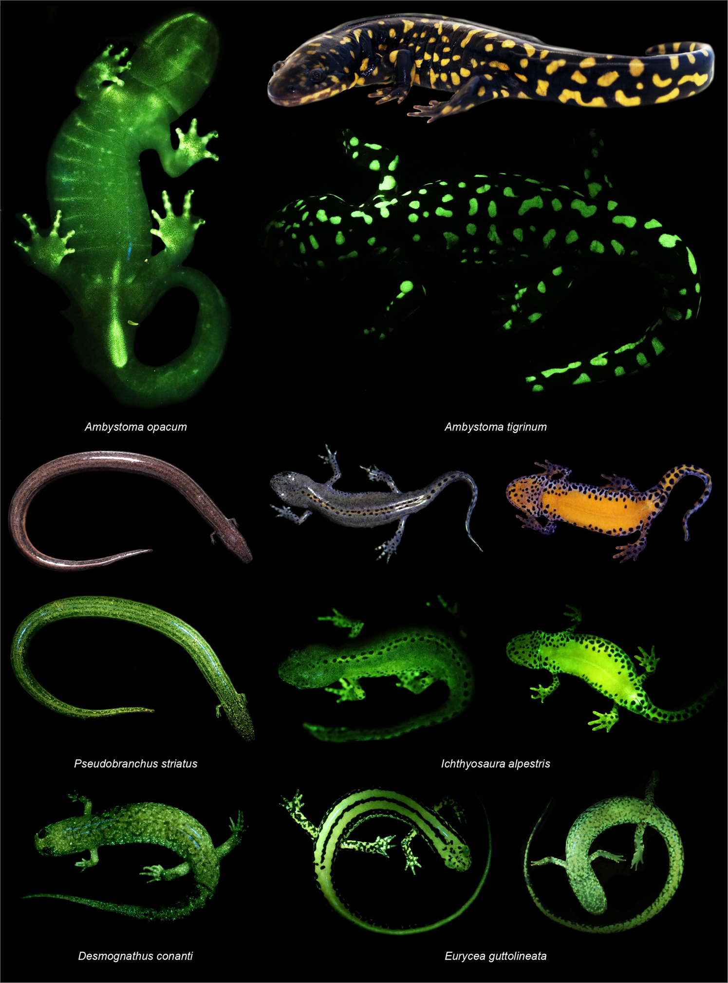 Salamanders and other amphibians are aglow with biofluorescence |  Scientific Reports