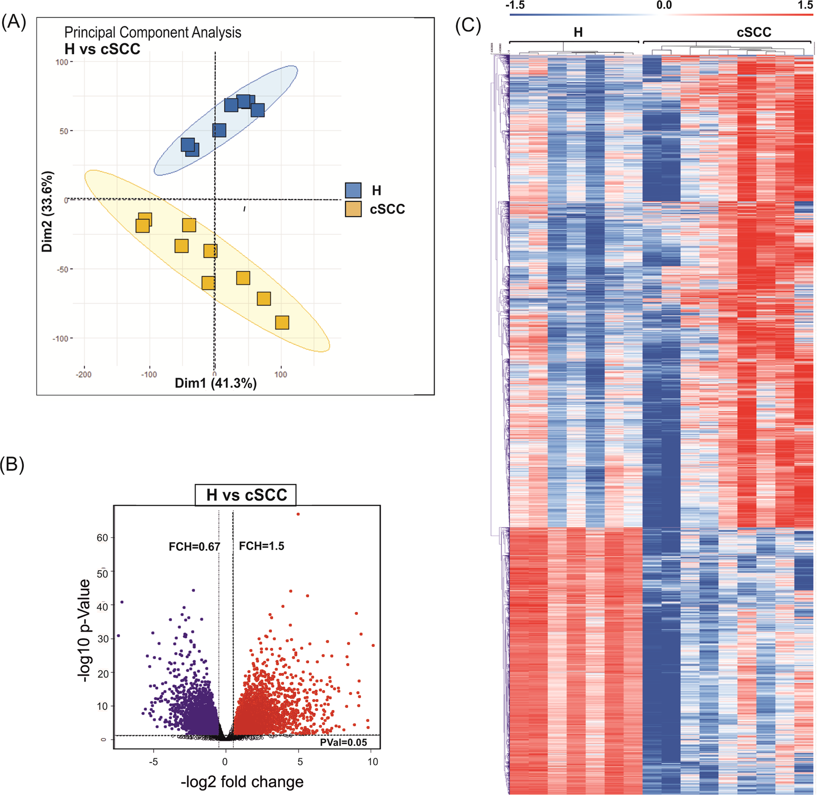 A comprehensive analysis of coding and non-coding transcriptomic changes in  cutaneous squamous cell carcinoma | Scientific Reports