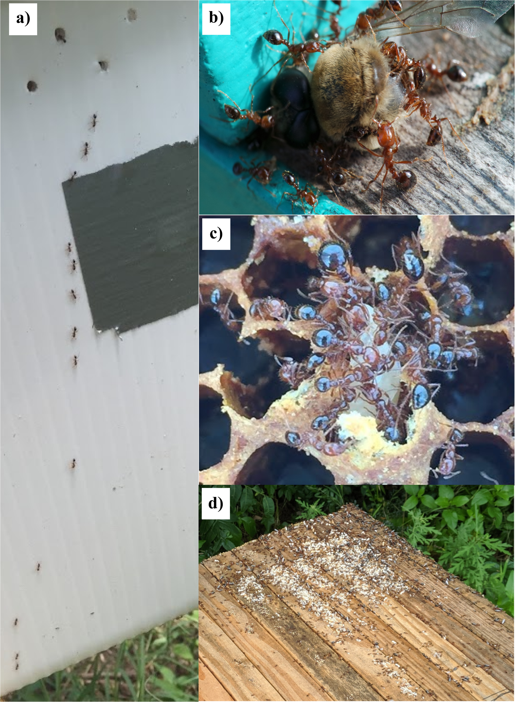 The detection of honey bee (Apis mellifera)-associated viruses in ants |  Scientific Reports
