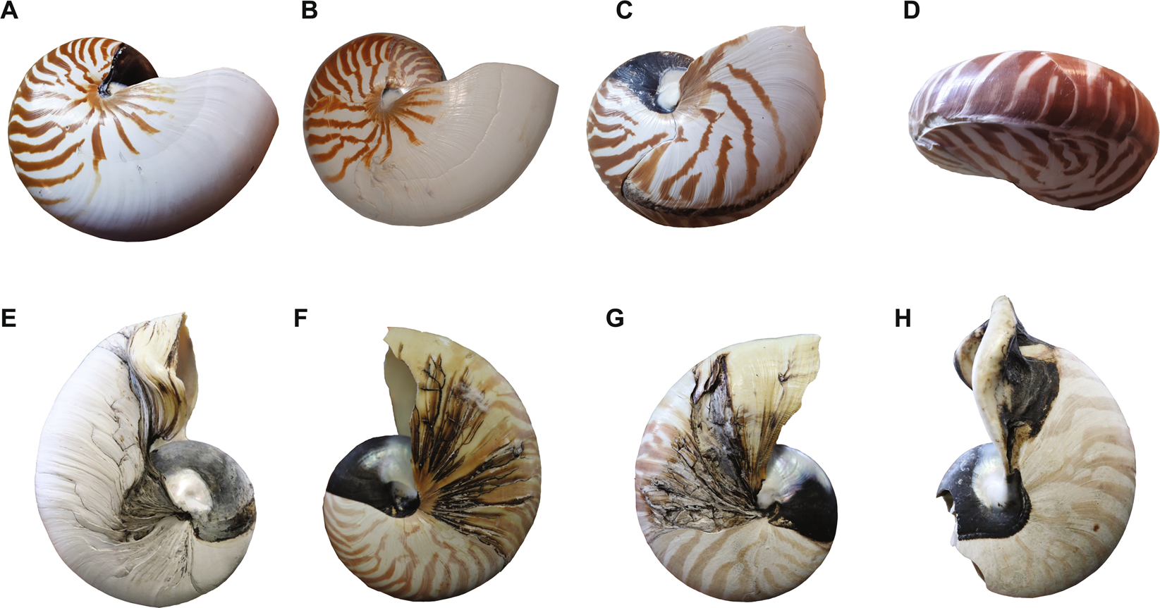 Chamber Volume Development Metabolic Rates And Selective Extinction In Cephalopods Scientific Reports