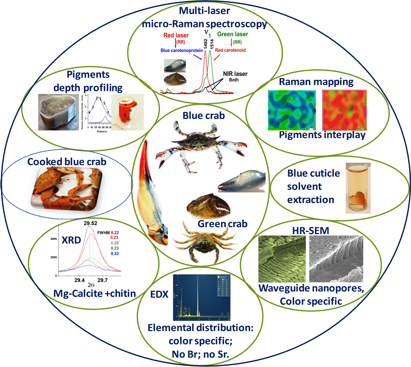 Color Specific Porosity In Double Pigmented Natural 3d Nanoarchitectures Of Blue Crab Shell Scientific Reports