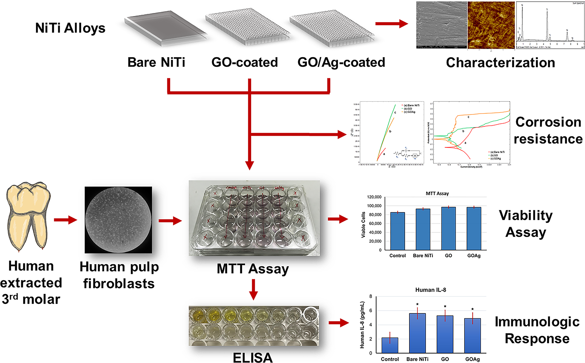 Corrosion Resistance of Graphene oxide/Silver Coatings on Ni–Ti alloy and  Expression of IL-6 and IL-8 in Human Oral Fibroblasts | Scientific Reports