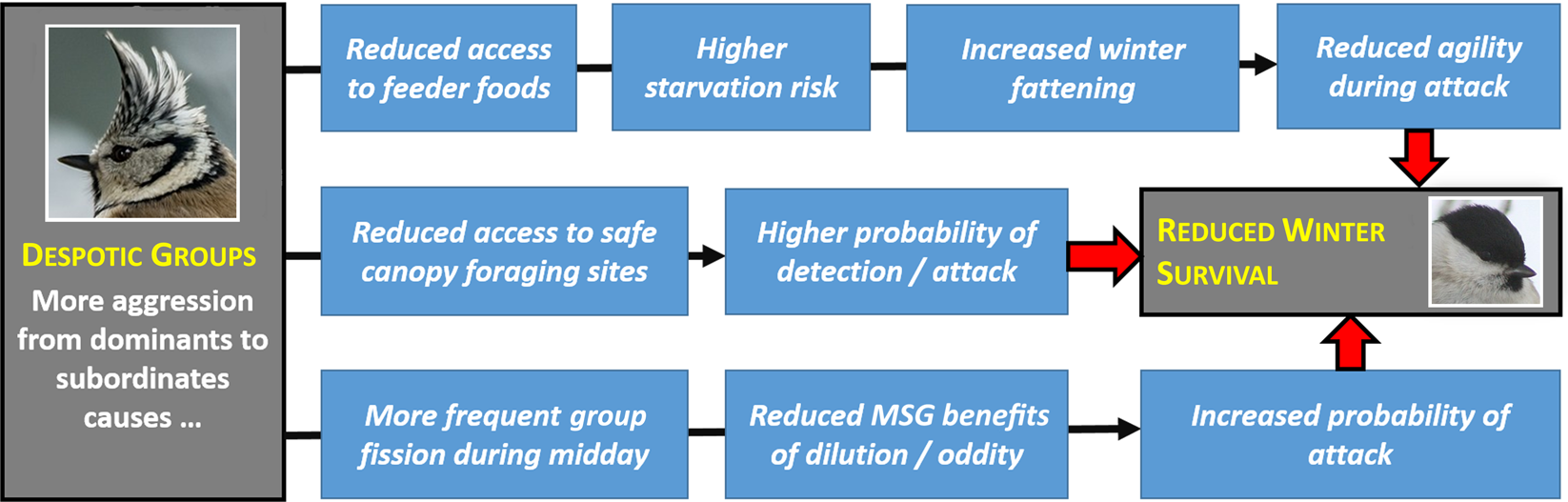 Egalitarian Mixed Species Bird Groups Enhance Winter Survival Of Subordinate Group Members But Only In High Quality Forests Scientific Reports