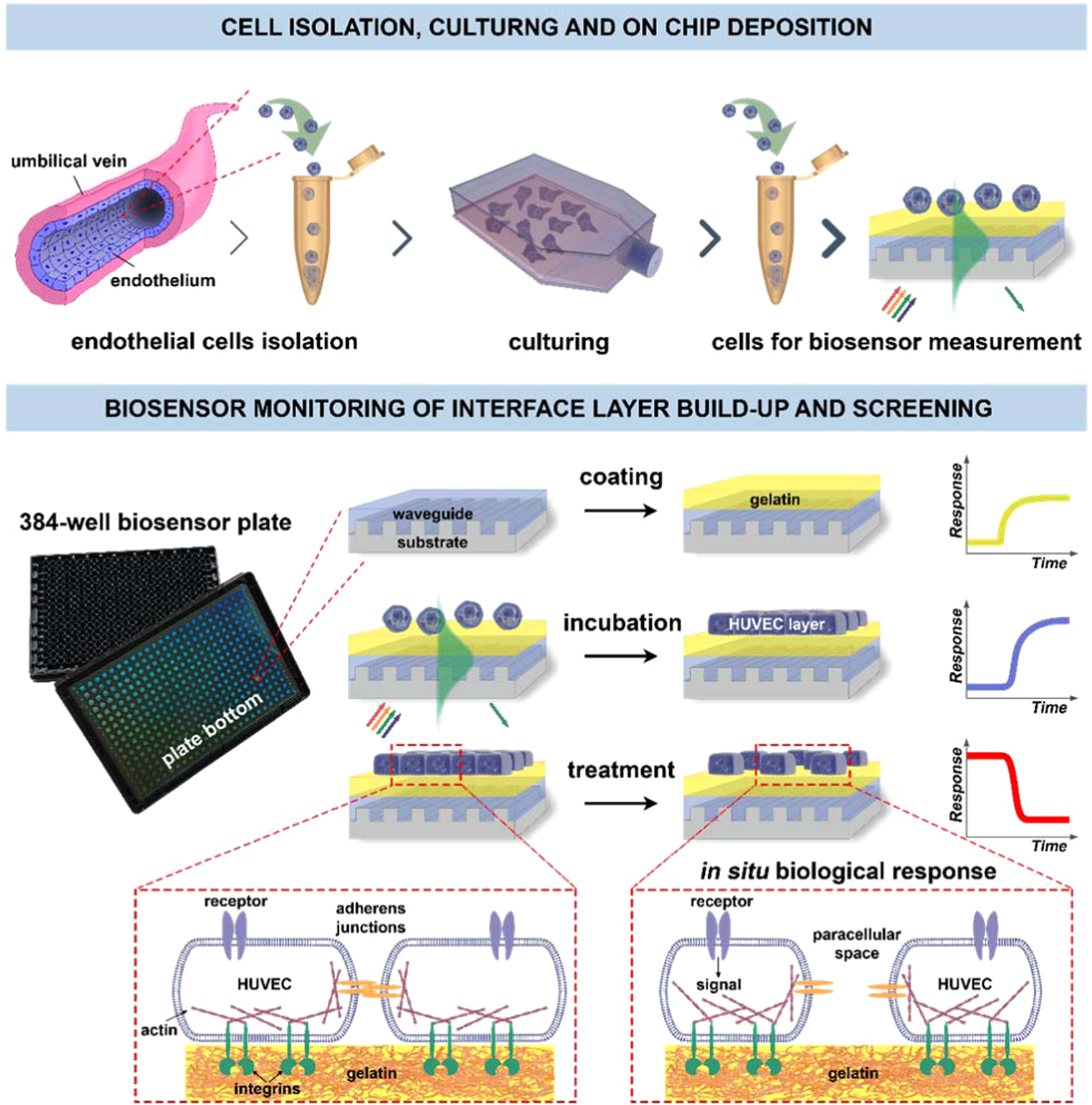 Human Primary Endothelial Label Free Biochip Assay Reveals Unpredicted Functions Of Plasma Serine Proteases Scientific Reports