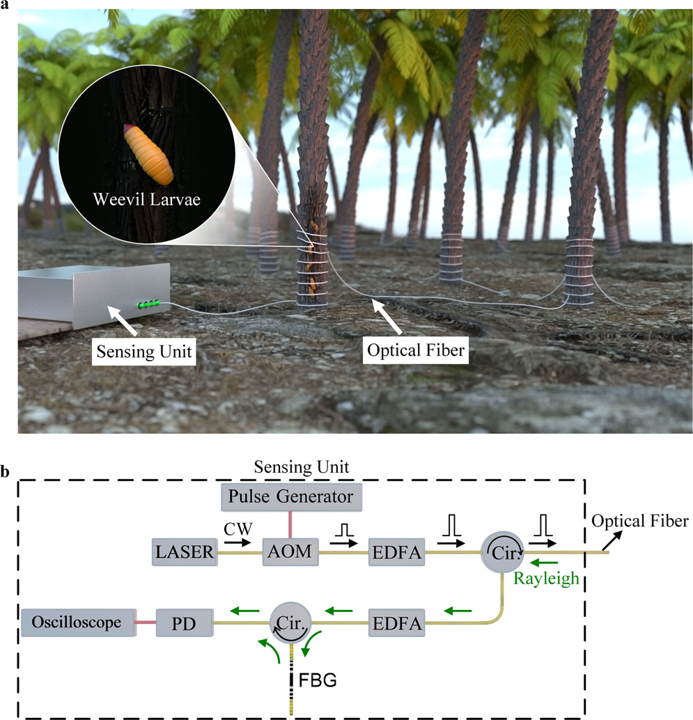 Early detection of red palm weevil using distributed optical sensor |  Scientific Reports
