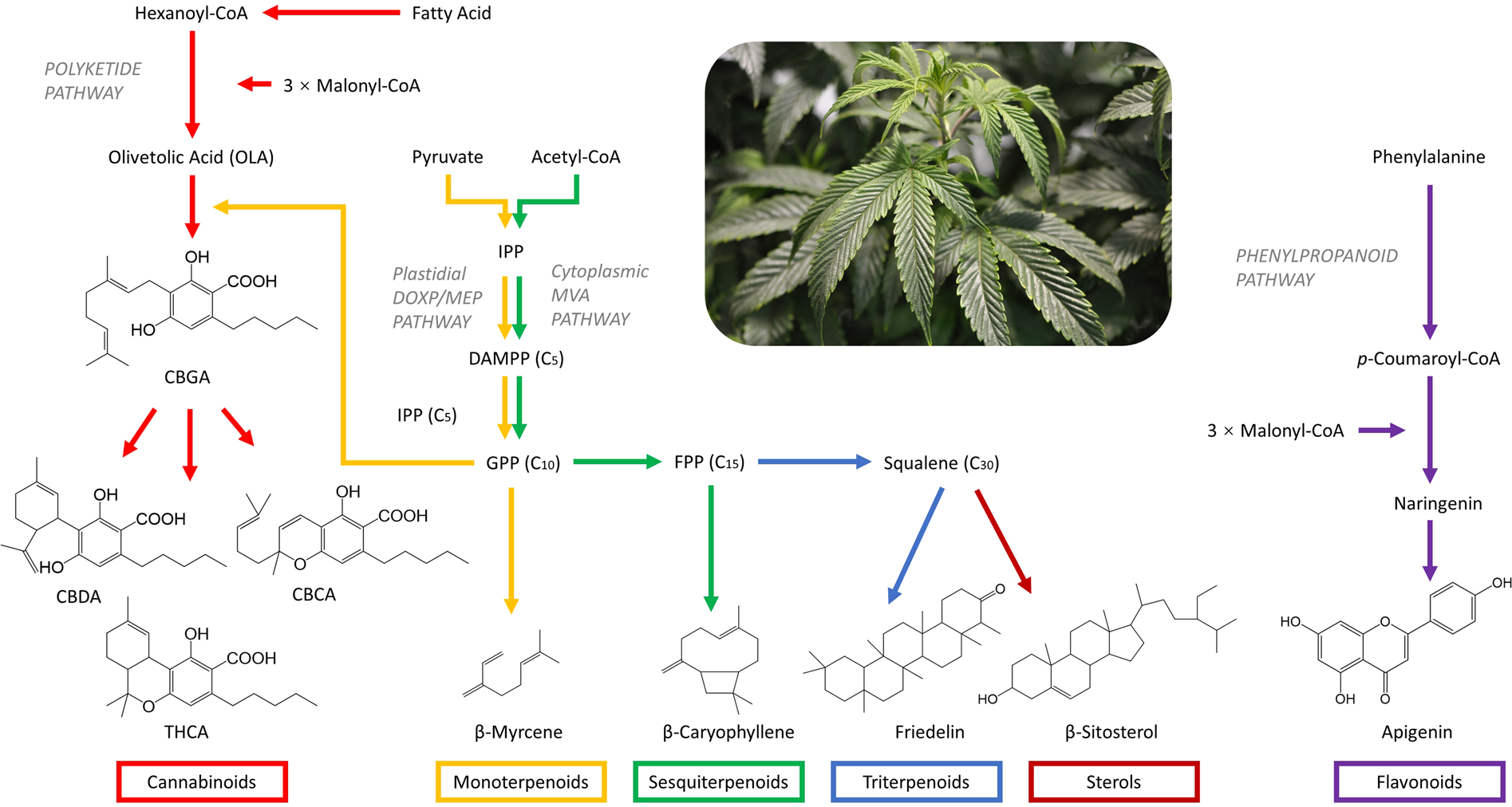 Botanists conduct first large-scale genetic study of marijuana, hemp