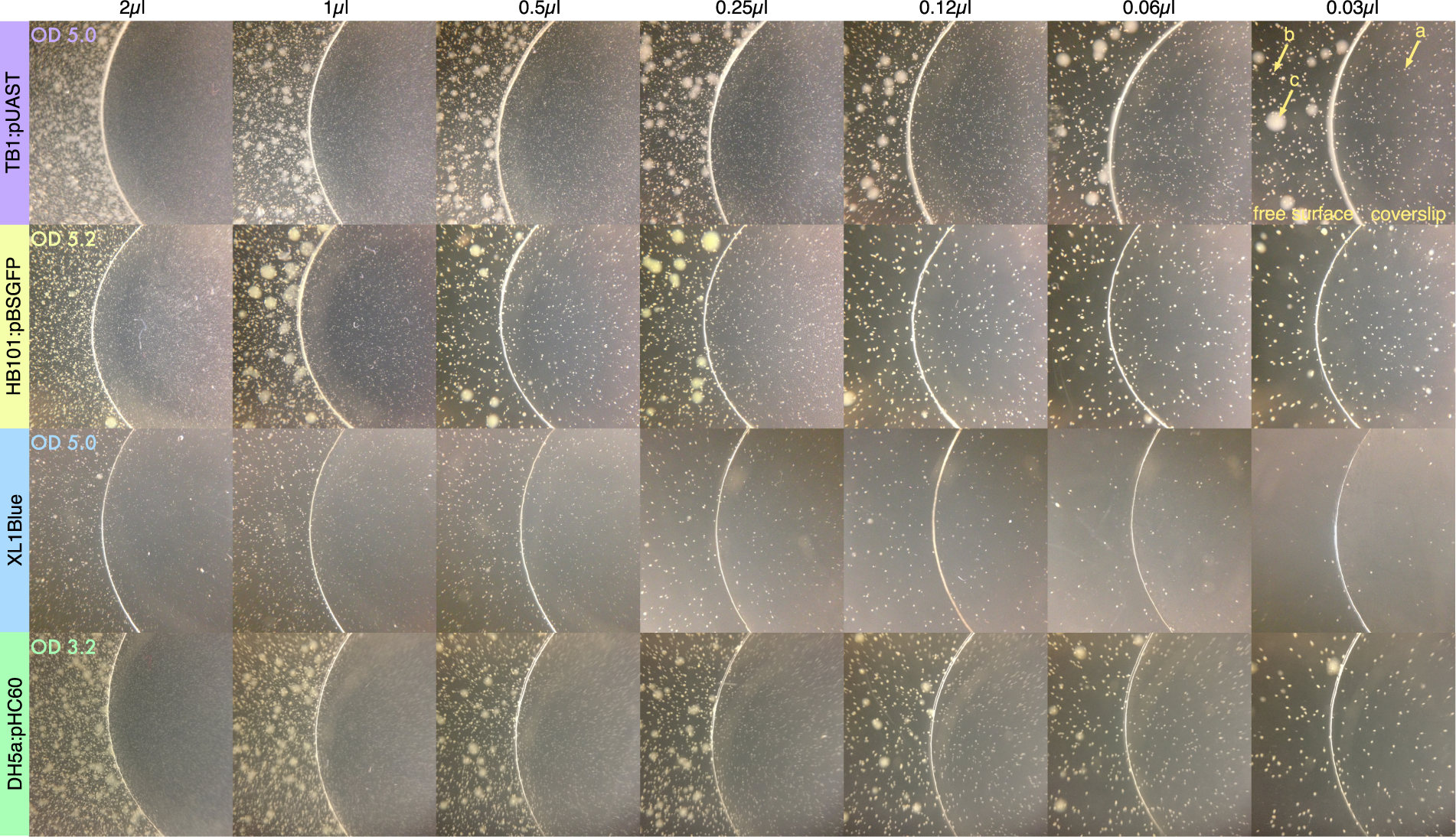 Capture And Light Induced Release Of Antibiotics By An Azo Dye Polymer Scientific Reports Capture And Light Induced Release Of Antibiotics By An Azo Dye Polymer Scientific Reports