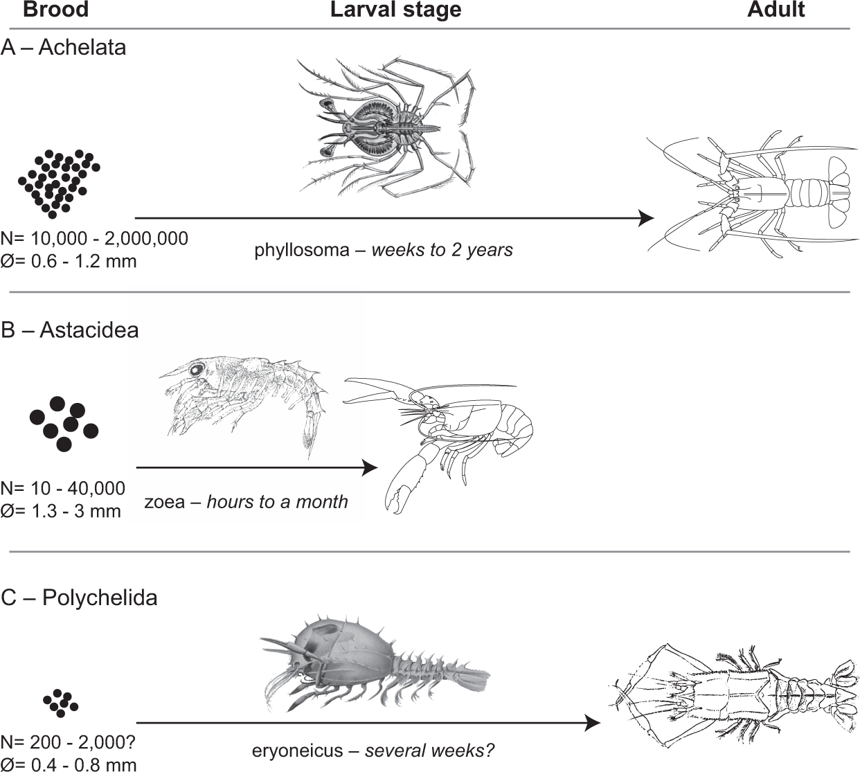 A New Polychelidan Lobster Preserved With Its Eggs In A 165 Ma Nodule Scientific Reports A New Polychelidan Lobster Preserved With Its Eggs In A 165 Ma Nodule Scientific Reports
