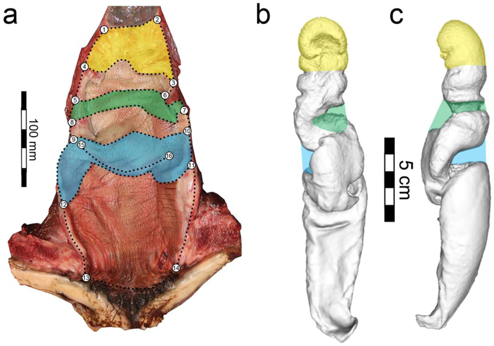 Asymmetric and Spiraled Genitalia Coevolve with Unique Lateralized Mating  Behavior | Scientific Reports