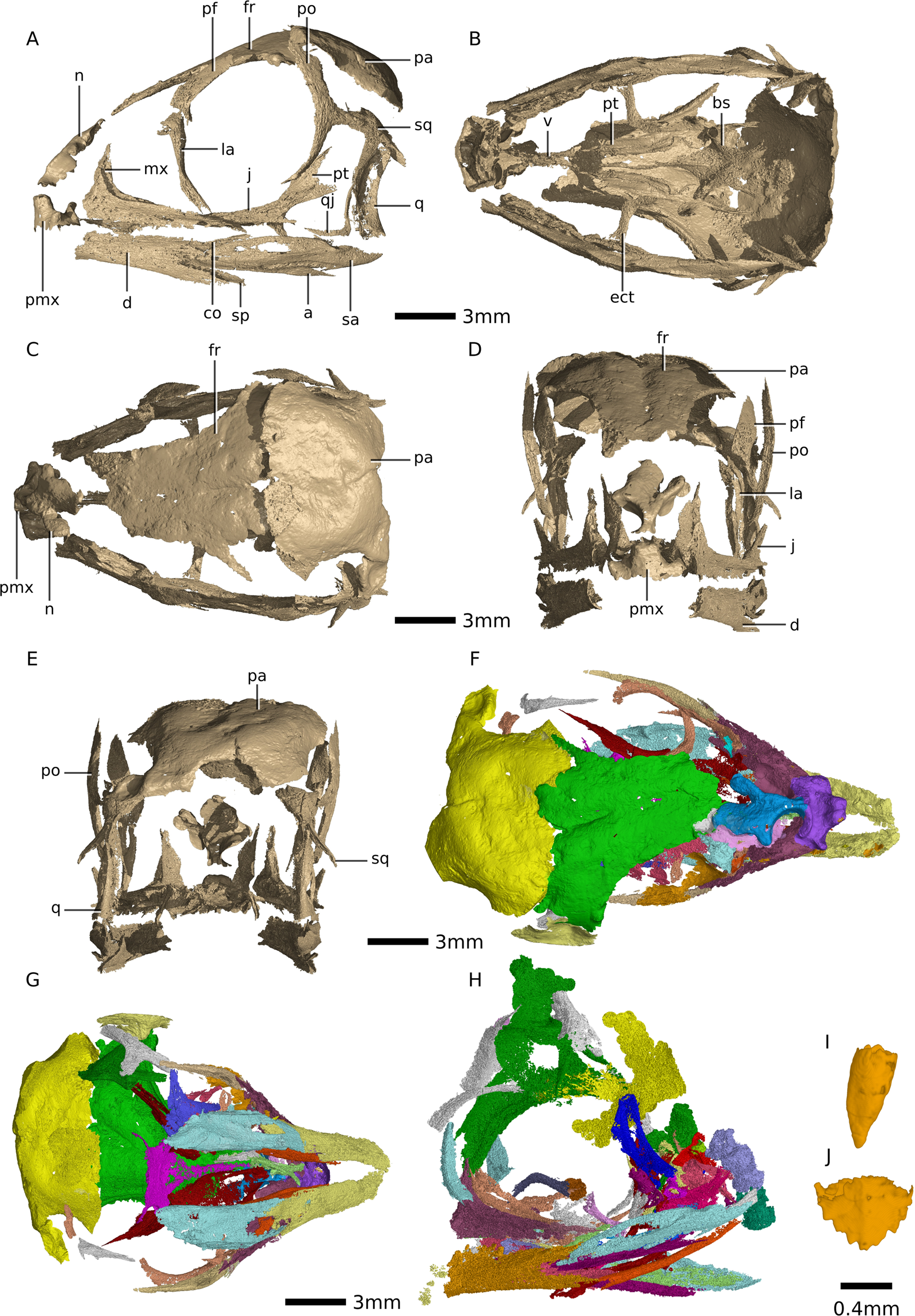 Exceptionally preserved eggs and embryos reveal the life history of a  pterosaur