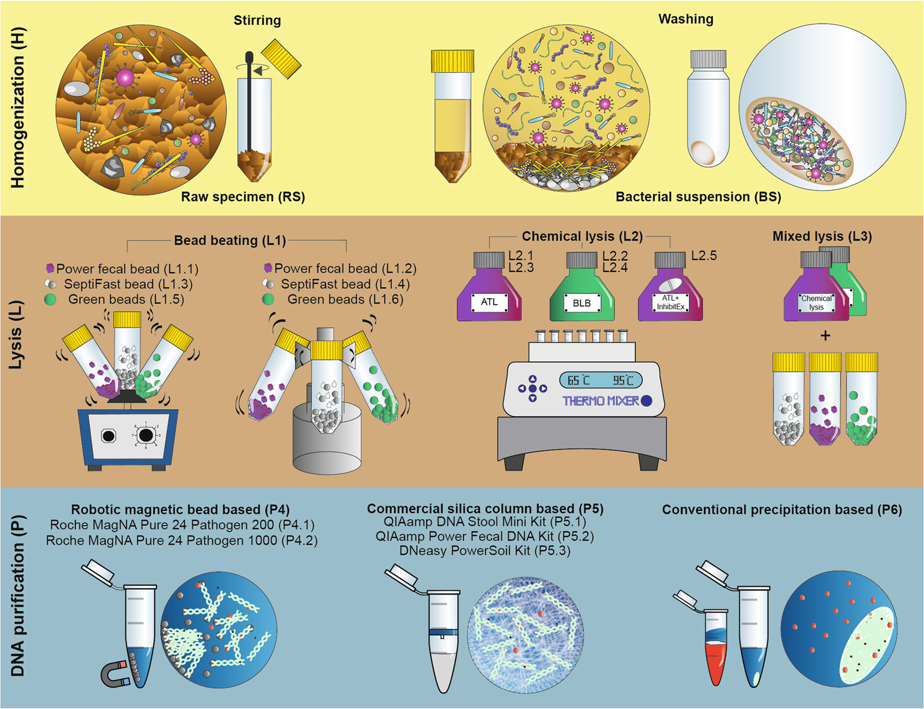 Tendentious effects of automated and manual metagenomic DNA purification  protocols on broiler gut microbiome taxonomic profiling | Scientific Reports