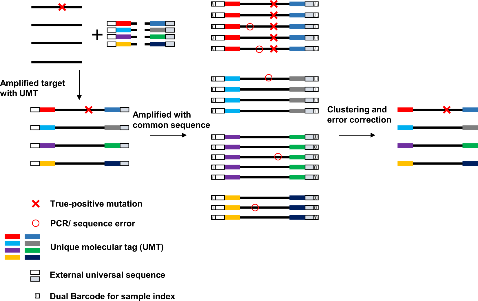 Dual-molecular barcode sequencing detects rare variants in tumor and cell  free DNA in plasma | Scientific Reports