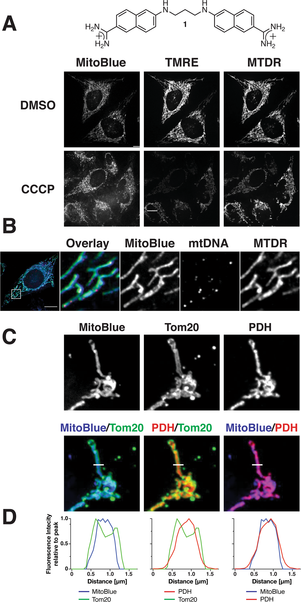 Mitoblue As A Tool To Analyze The Mitochondria Lysosome Communication Scientific Reports