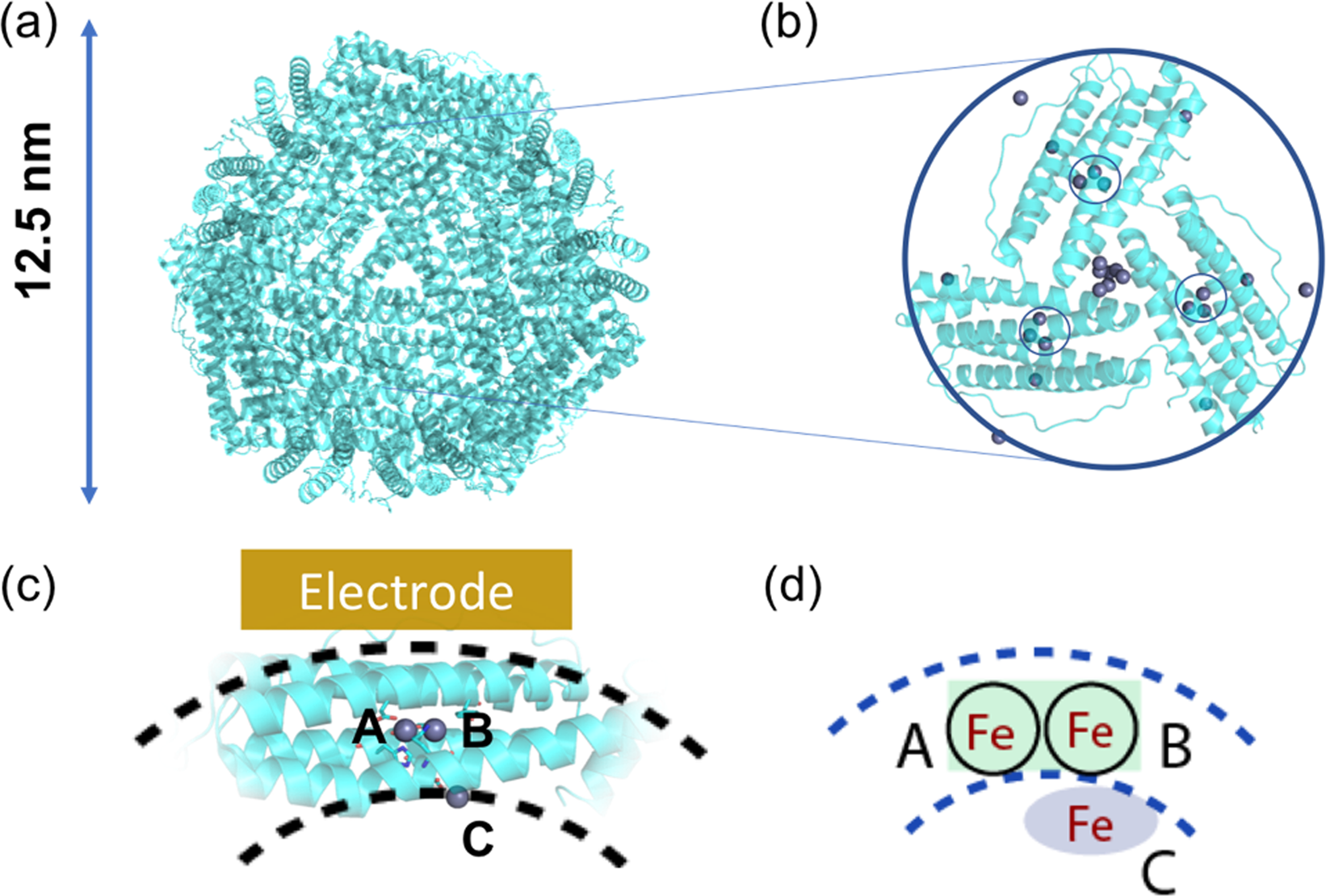 Iron redox pathway revealed in ferritin via electron transfer analysis |  Scientific Reports