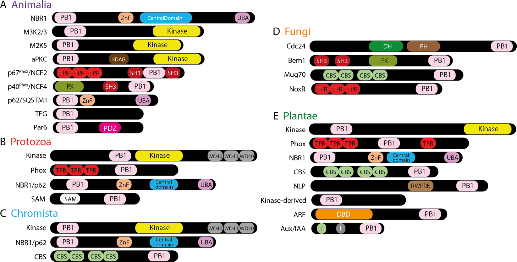 Deep Evolutionary History of the Phox and Bem1 (PB1) Domain Across Eukaryotes | Scientific Reports Deep Evolutionary History of the Phox and Bem1 (PB1) Domain Across Eukaryotes | Scientific Reports