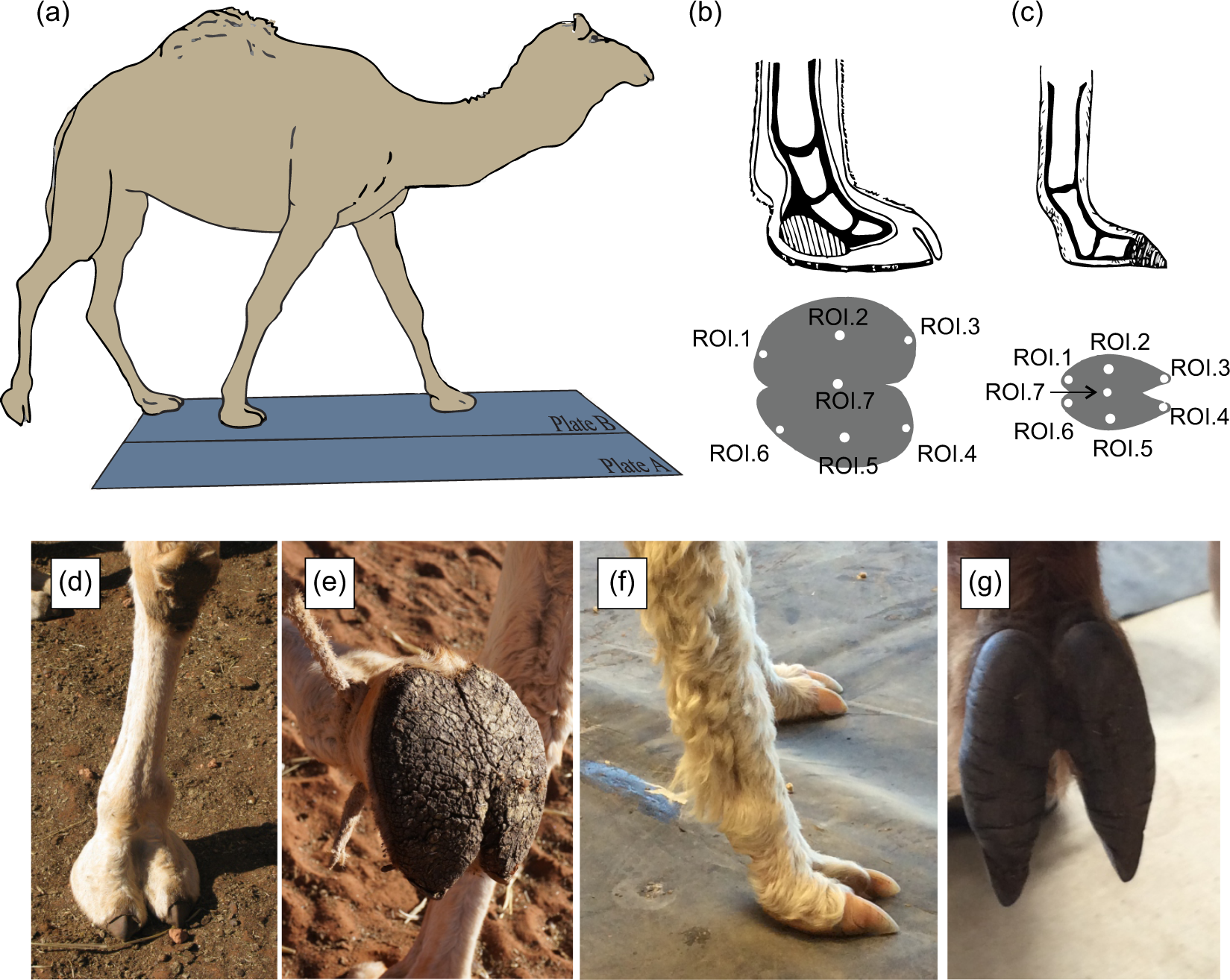 Biomechanical insights into the role of foot pads during locomotion in  camelid species | Scientific Reports