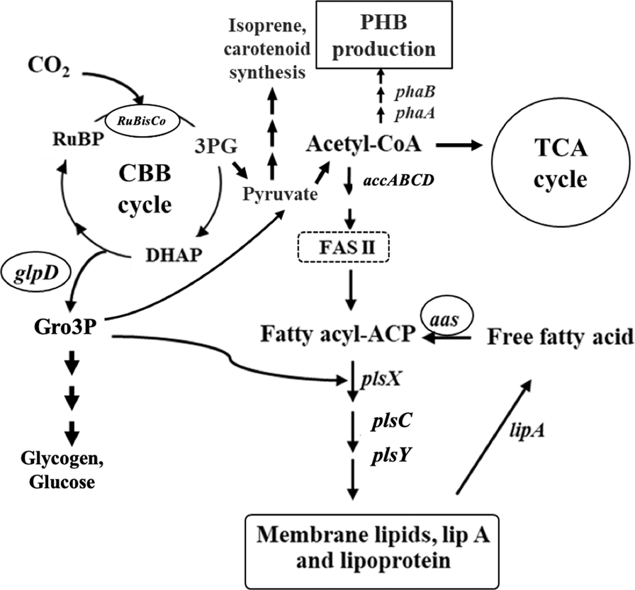 Synechocystis sp. PCC 6803 overexpressing genes involved in CBB cycle and  free fatty acid cycling enhances the significant levels of intracellular  lipids and secreted free fatty acids | Scientific Reports