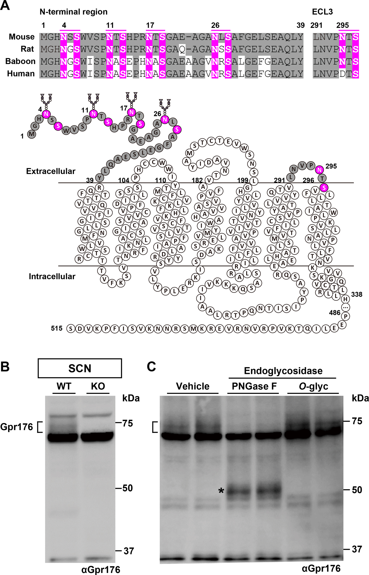 Identification and functional characterisation of N-linked glycosylation of  the orphan G protein-coupled receptor Gpr176