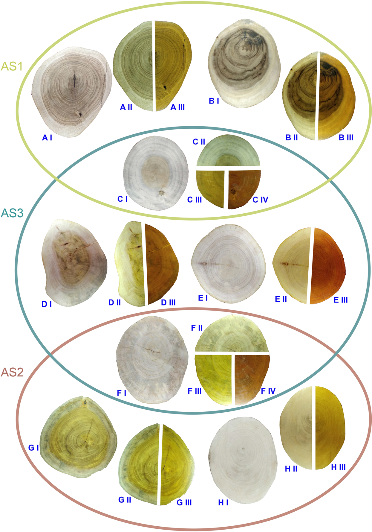 Assessment Of The Applicability Of Wood Anatomy And Dna Barcoding To Detect The Timber Adulterations In Sri Lanka Scientific Reports