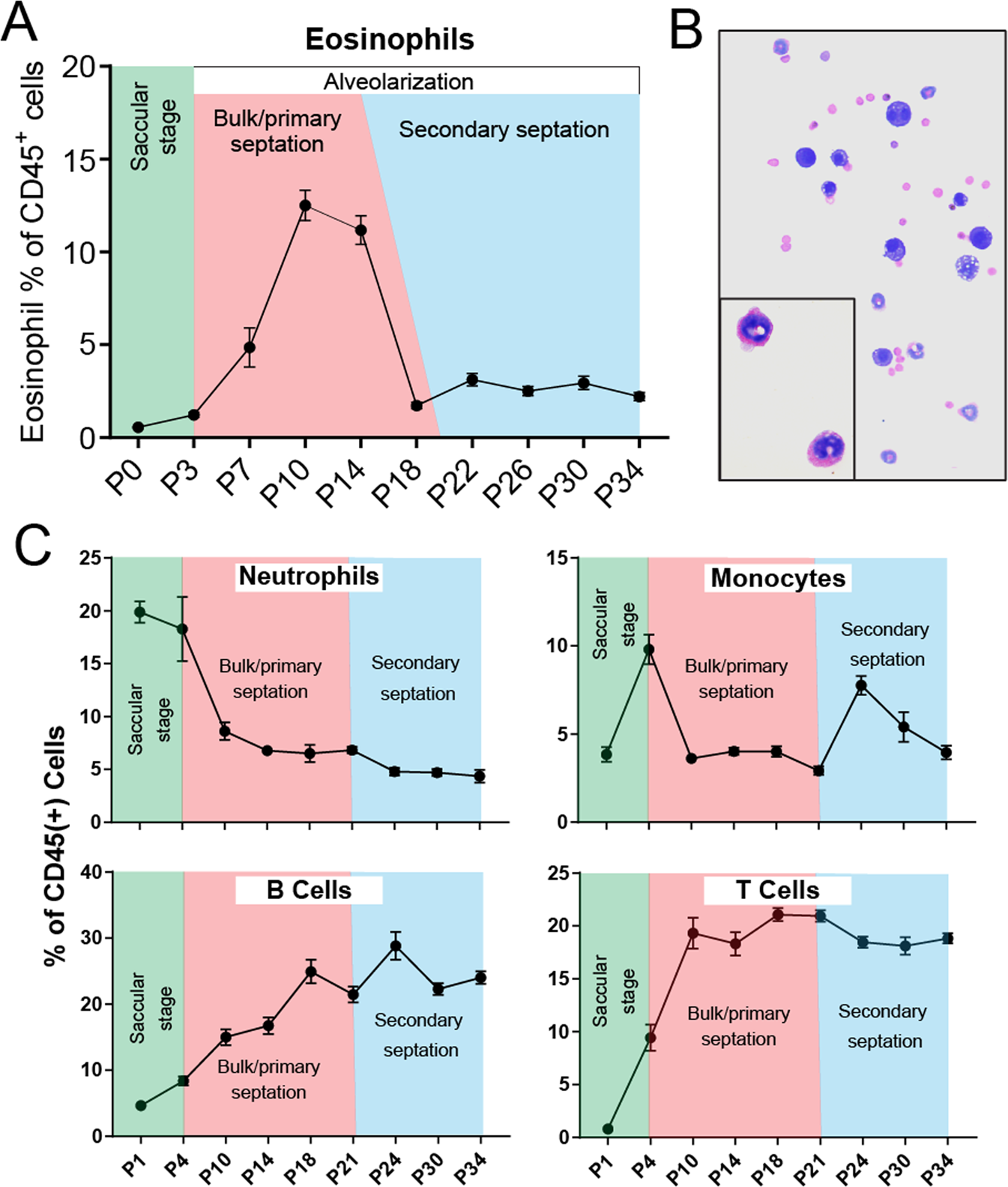 Eosinophil Accumulation In Postnatal Lung Is Specific To The Primary Septation Phase Of Development Scientific Reports