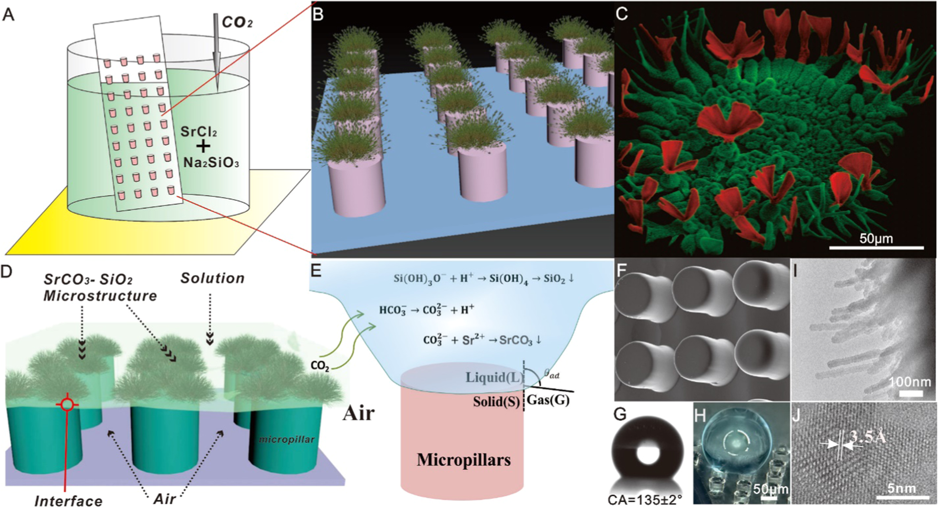 Tuning the Superhydrophobic Properties of Hierarchical Nano-microstructural  Silica Biomorph Arrays Grown at Triphasic Interfaces | Scientific Reports
