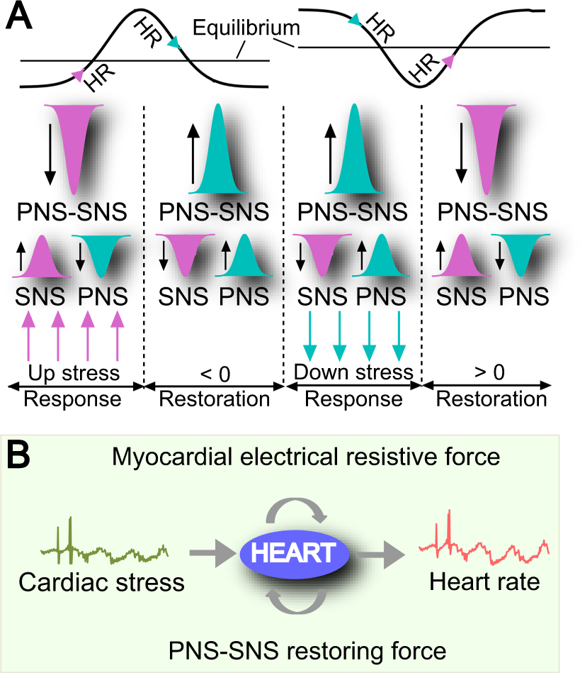 attribuut klap Verloren The control mechanisms of heart rate dynamics in a new heart rate nonlinear  time series model | Scientific Reports