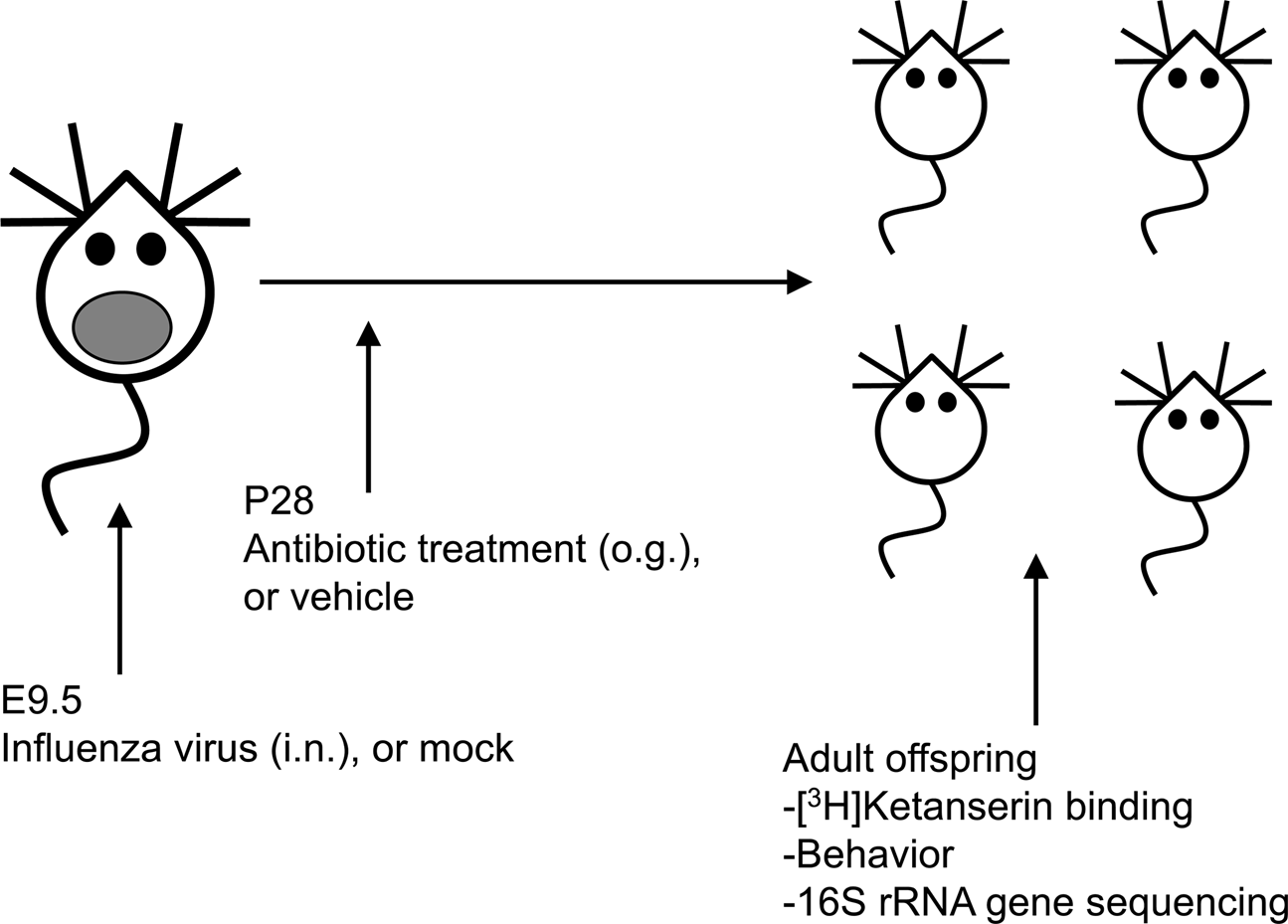 Gut Microbiota Manipulation During The Prepubertal Period Shapes Behavioral Abnormalities In A Mouse Neurodevelopmental Disorder Model Scientific Reports