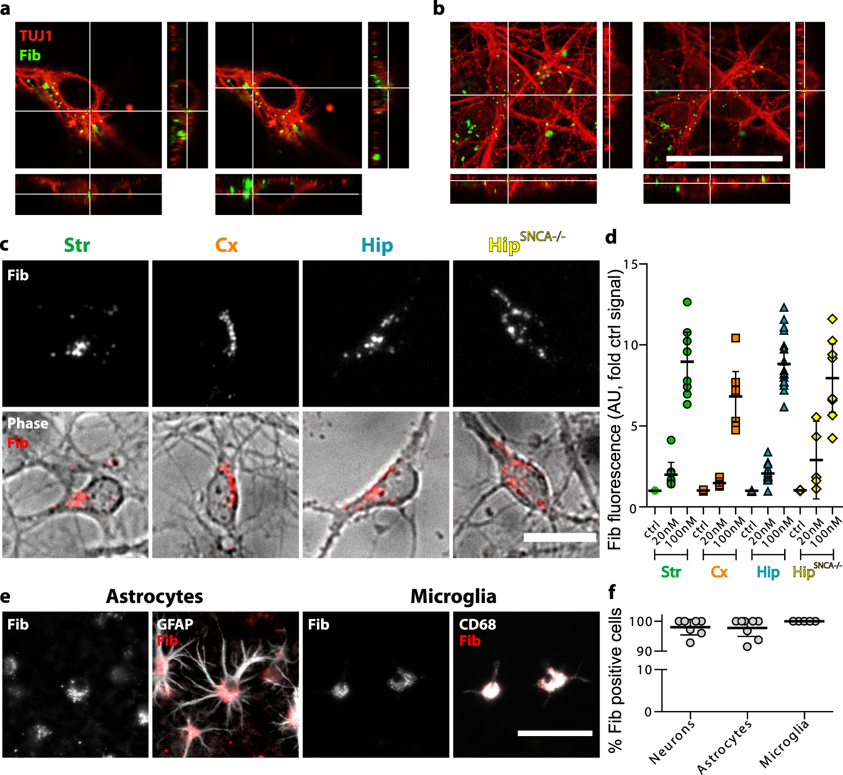 vaskepulver Cape Bærbar The expression level of alpha-synuclein in different neuronal populations  is the primary determinant of its prion-like seeding | Scientific Reports
