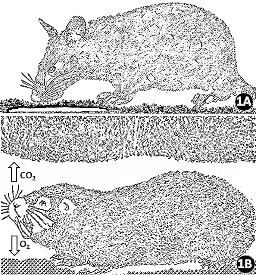 Comparative morphometric analysis of lungs of the semifossorial giant  pouched rat (Cricetomys gambianus) and the subterranean Nigerian mole rat  (Cryptomys foxi) | Scientific Reports