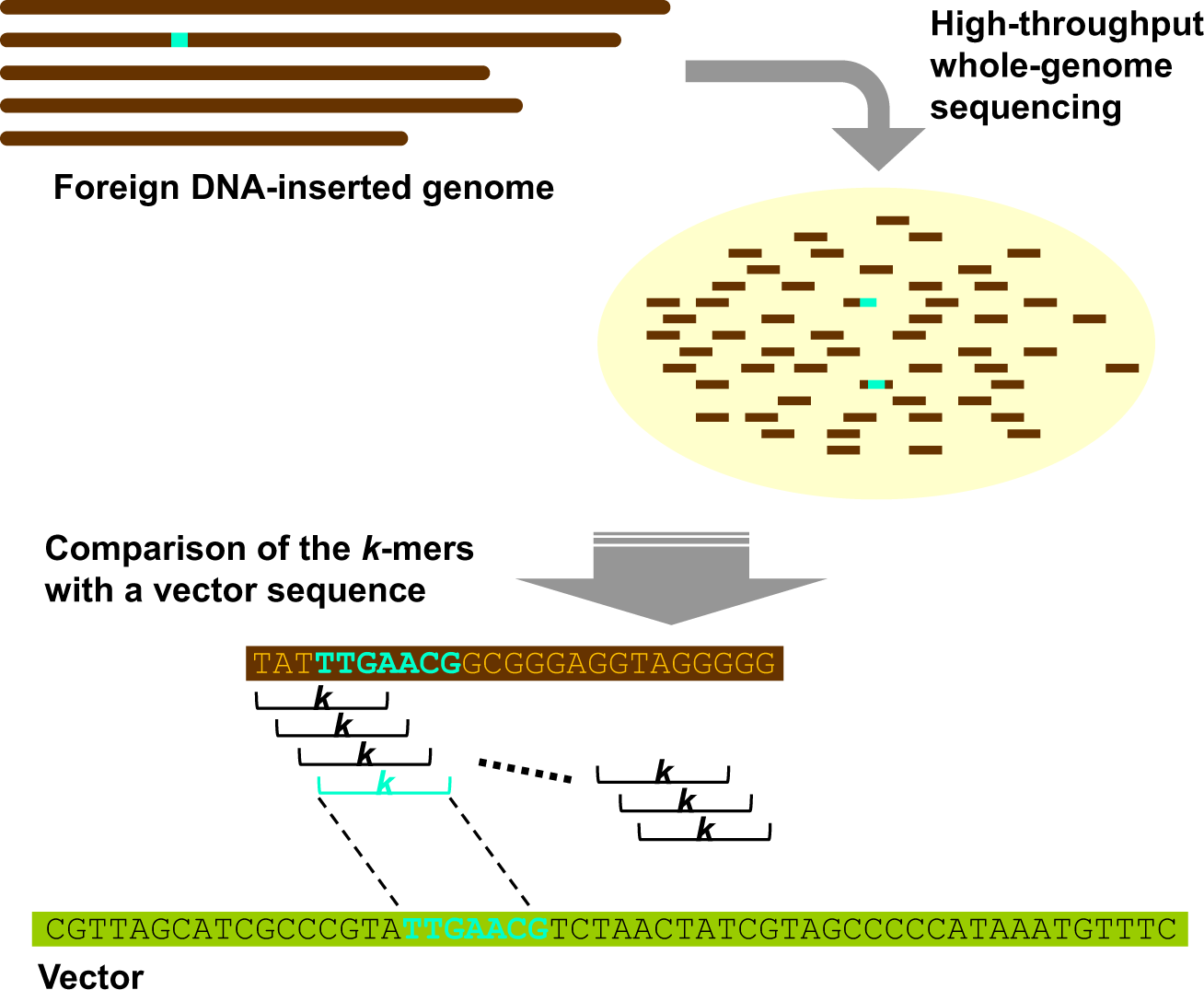 Foreign Dna Detection By High Throughput Sequencing To Regulate Genome Edited Agricultural Products Scientific Reports