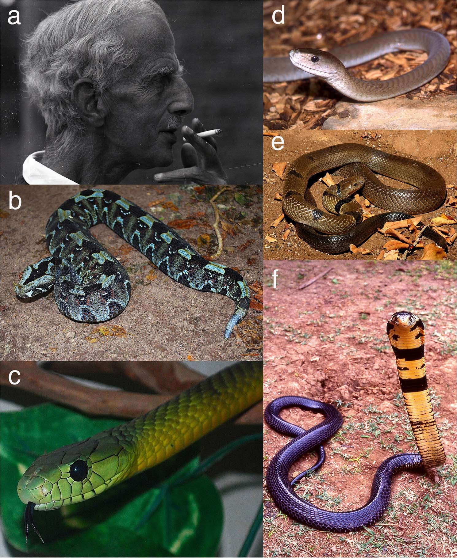 An ecological analysis of snakes captured by . Ionides in eastern  Africa in the mid-1900s | Scientific Reports