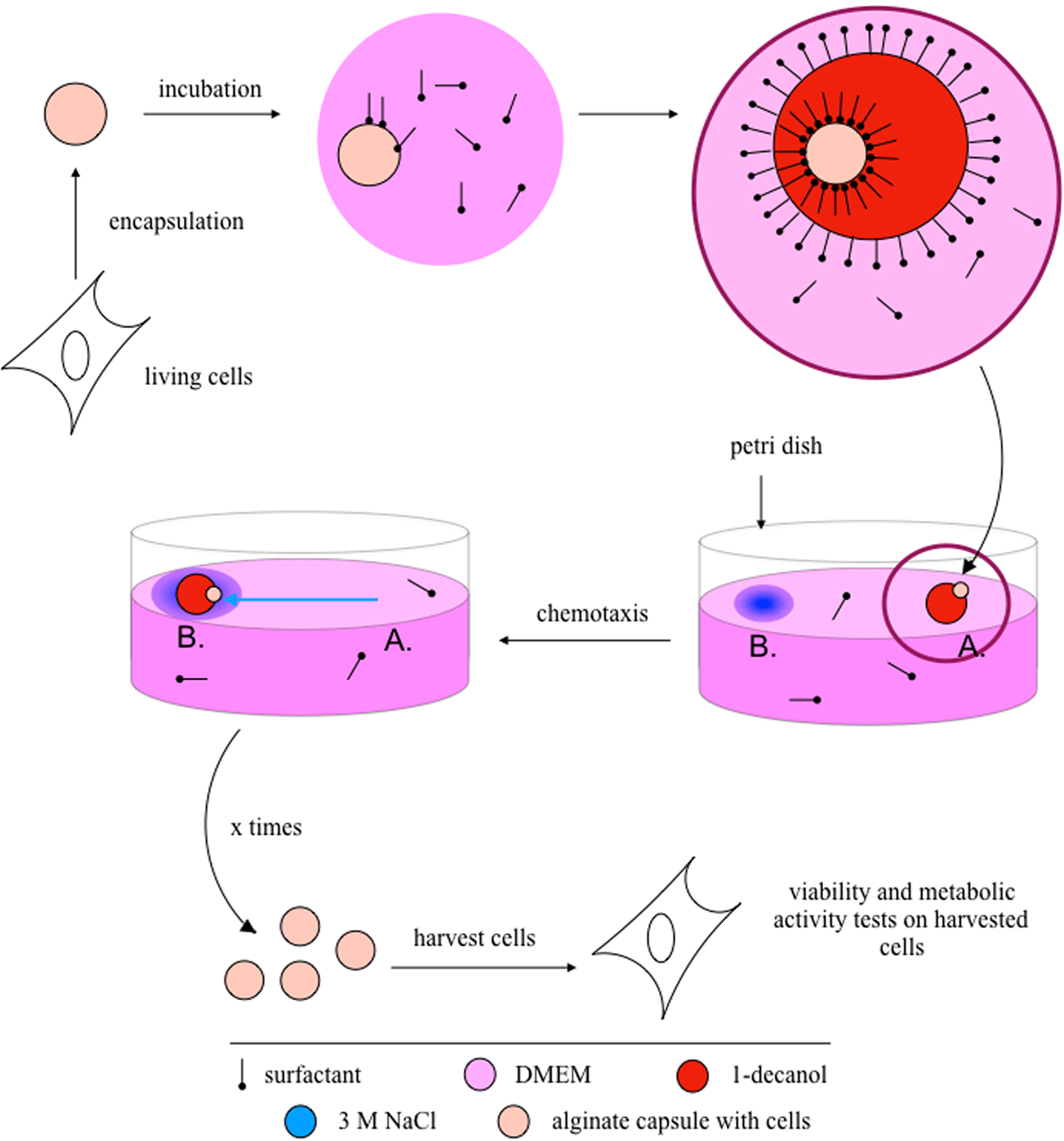 Autoselective Transport Of Mammalian Cells With A Chemotactic Droplet Scientific Reports