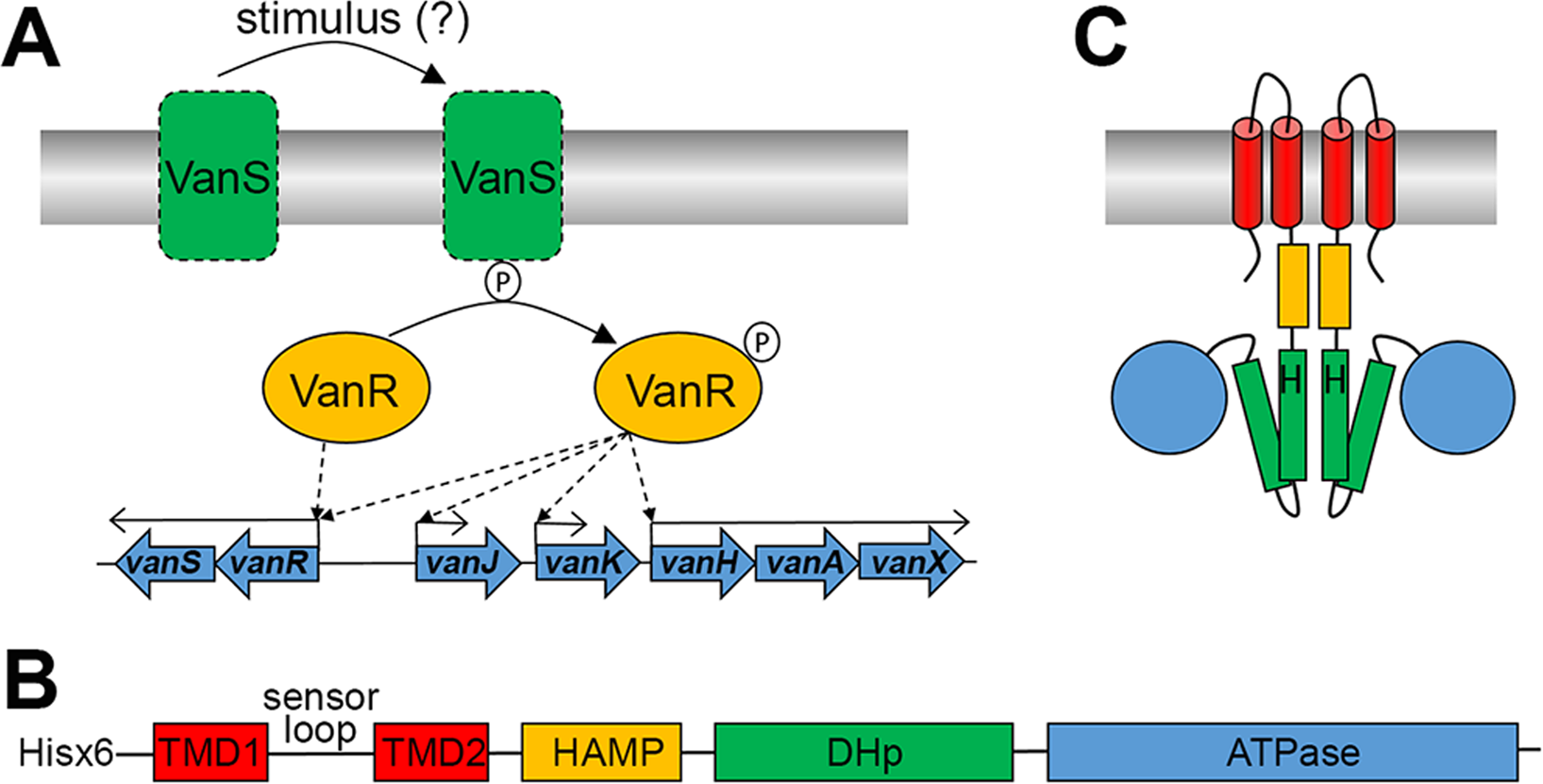 The Extracellular Domain Of Two Component System Sensor Kinase