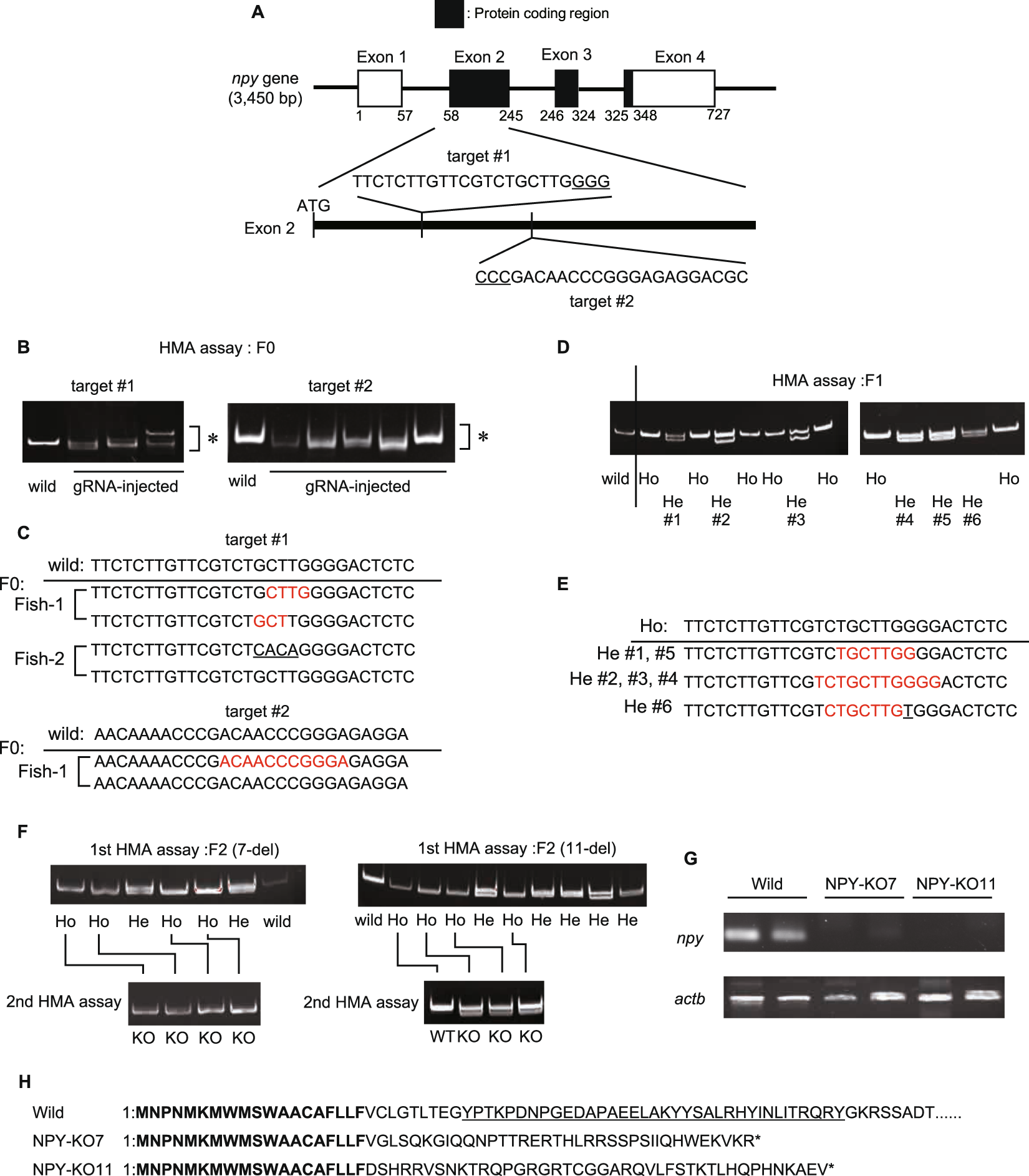 Convergent effects of neuropeptides on the feeding central pattern