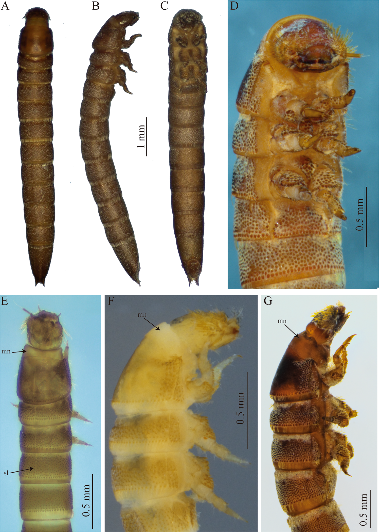 Description of the putative mature larva of the Neotropical genus  Stenhelmoides Grouvelle (Coleoptera: Elmidae) | Scientific Reports