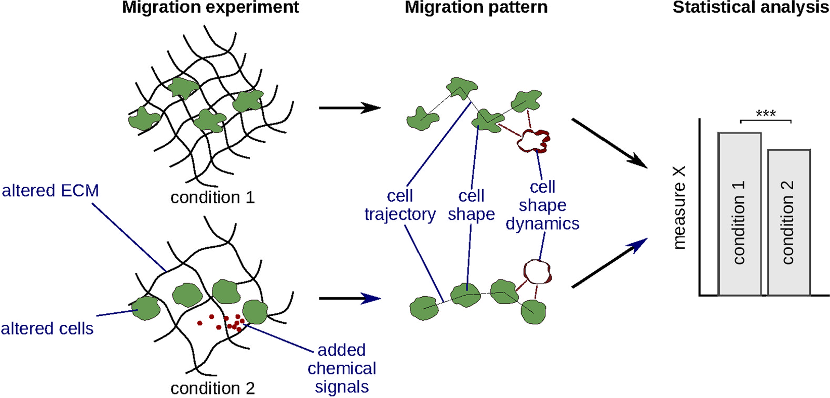 Dynamic spherical harmonics approach for shape classification of migrating  cells | Scientific Reports