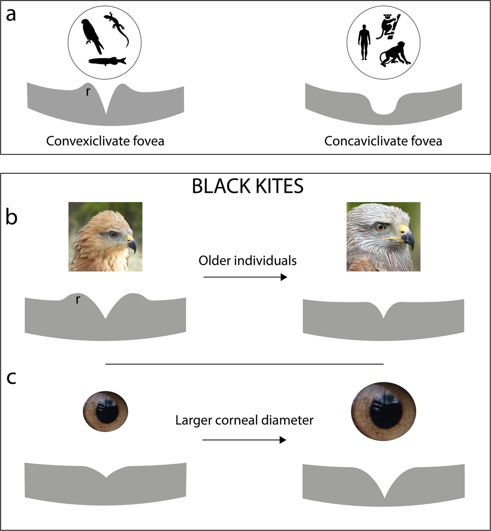 Inter-individual differences in foveal shape in a scavenging