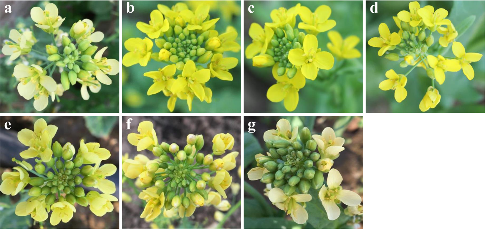 Fine mapping and candidate gene analysis of the white flower ...