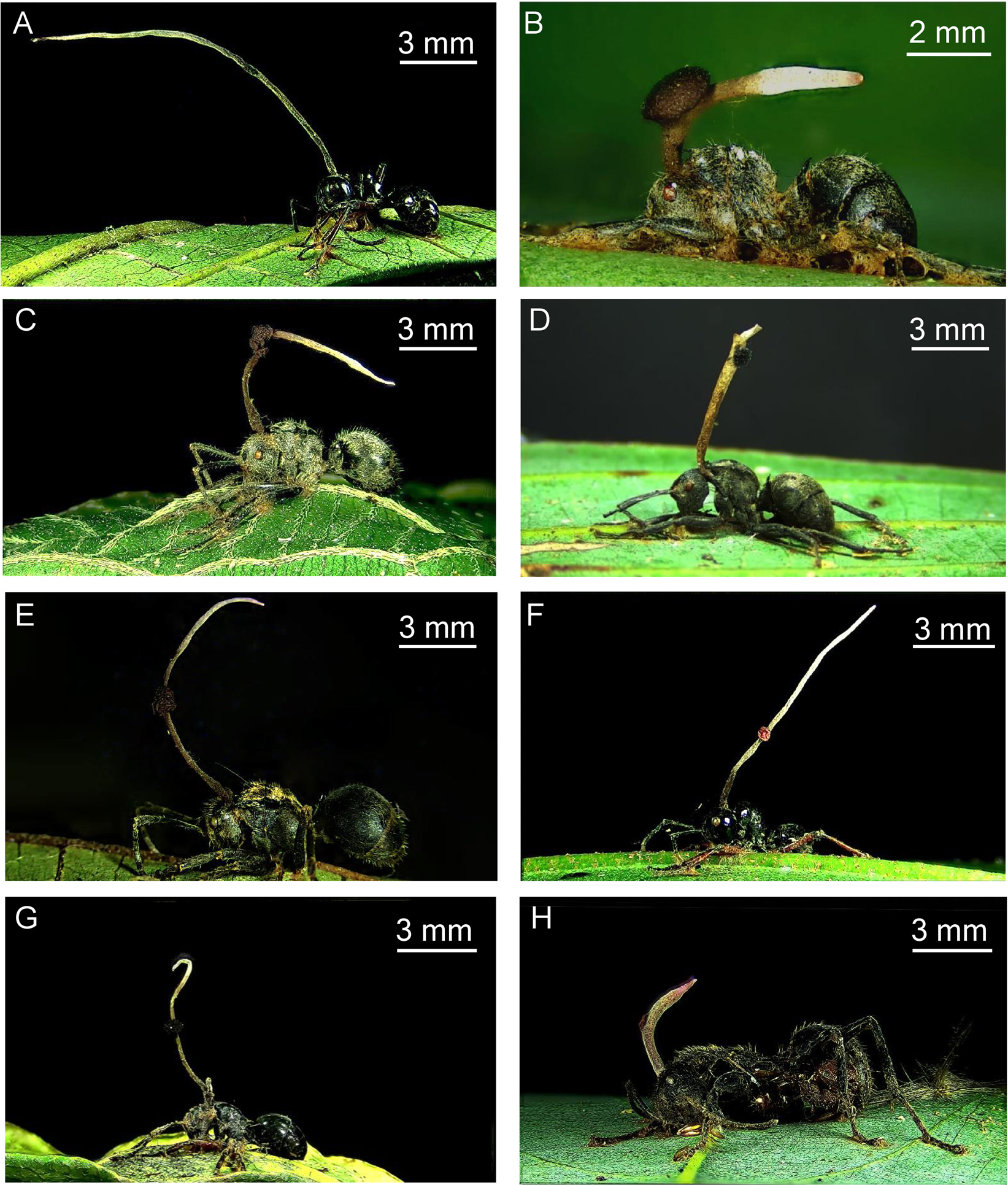 PDF) Mutualistic interactions between ants and fungi: A review