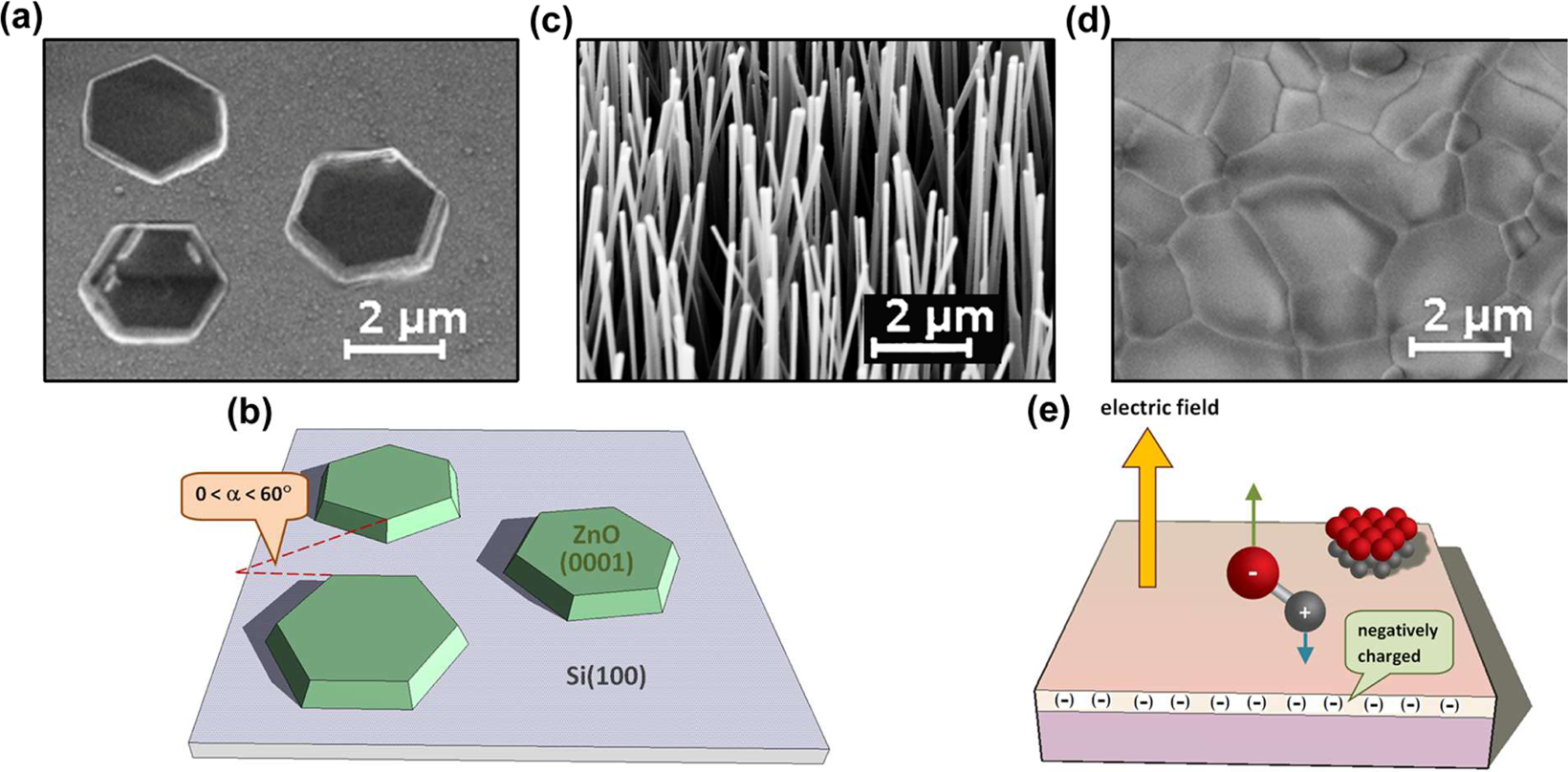 Why Do Nanowires Grow With Their C Axis Vertically Aligned In The Absence Of Epitaxy Scientific Reports